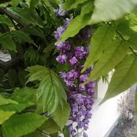 Piantine di glicine viola