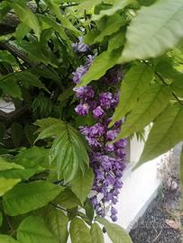Piantine di glicine viola