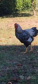 Galli e galline razza wyandotte