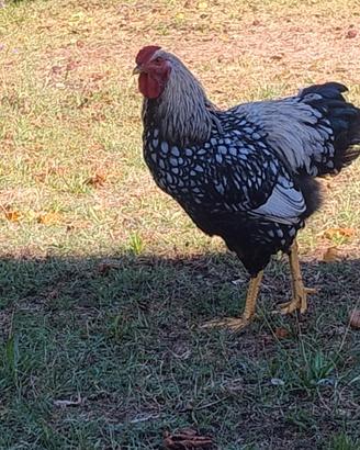 Galli e galline razza wyandotte