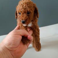 Barboncino Toy Red femmina