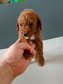 Barboncino Toy Red femmina