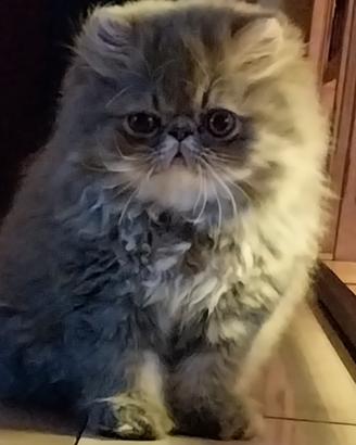 Cucciolo di gatto persiano