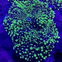 Talee coralli frag acquario marino