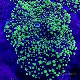 Talee coralli frag acquario marino