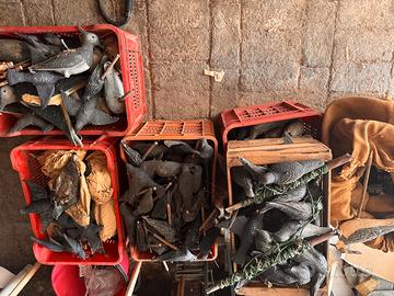 Caccia volombacci richiami giostre elettriche