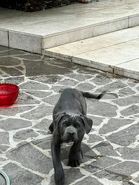 Cuccioli cane corso e american bully