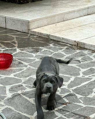 Cuccioli cane corso e american bully