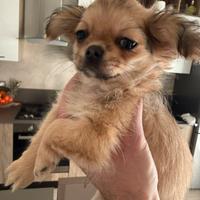 Cucciola chihuahua pedigree ENCI