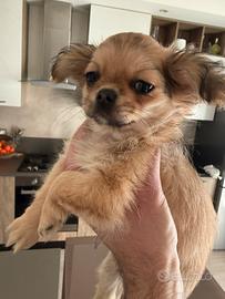 Cucciola chihuahua pedigree ENCI