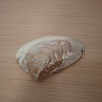 Conchiglia decorativa madreperla