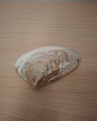Conchiglia decorativa madreperla