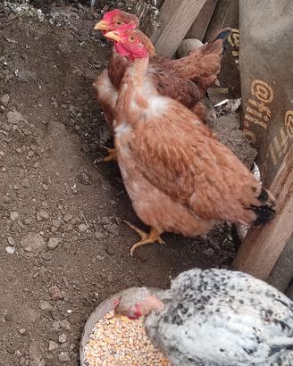 Gallinelle