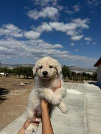 Ultimi Cuccioli Pastore Maremmano Abruzzese