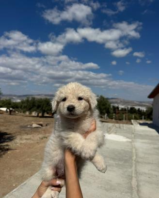 Ultimi Cuccioli Pastore Maremmano Abruzzese