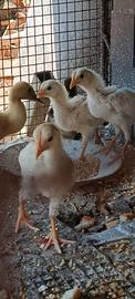 Anatroccolo , pulcini galline ovaiole