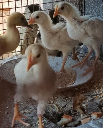 Anatroccolo , pulcini galline ovaiole