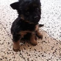 Cuccioli di maltese/pinscher