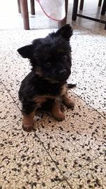 Cuccioli di maltese/pinscher