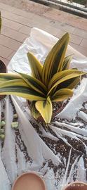 Sansevieria Gold Flame h 35 cm lingua di suocera