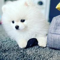 Volpini pomerania toy