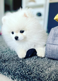 Volpini pomerania toy