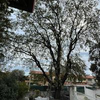 legna di quercia da ardere