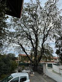 legna di quercia da ardere