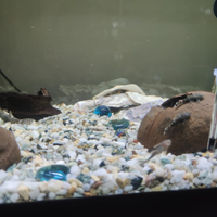 Ancistrus baby e adulti