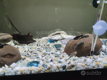 Ancistrus baby e adulti