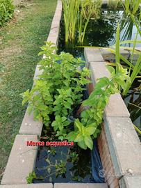 Piante acquatiche da laghetto