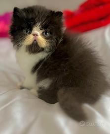 Cucciolo gatto persiano