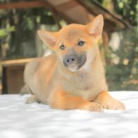 Shiba Inu rosso