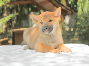 Shiba Inu rosso