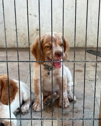 Cuccioli di breton