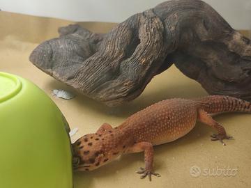 Geco leopardino