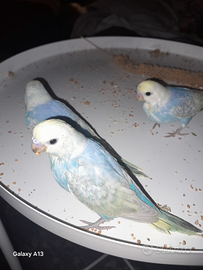 Cocorite allevato a mano dolci