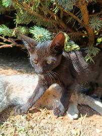 Gattino nero di 3 mesi