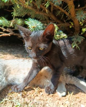 Gattino nero di 3 mesi