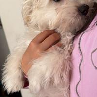 Maltese