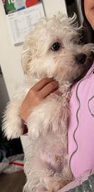 Maltese