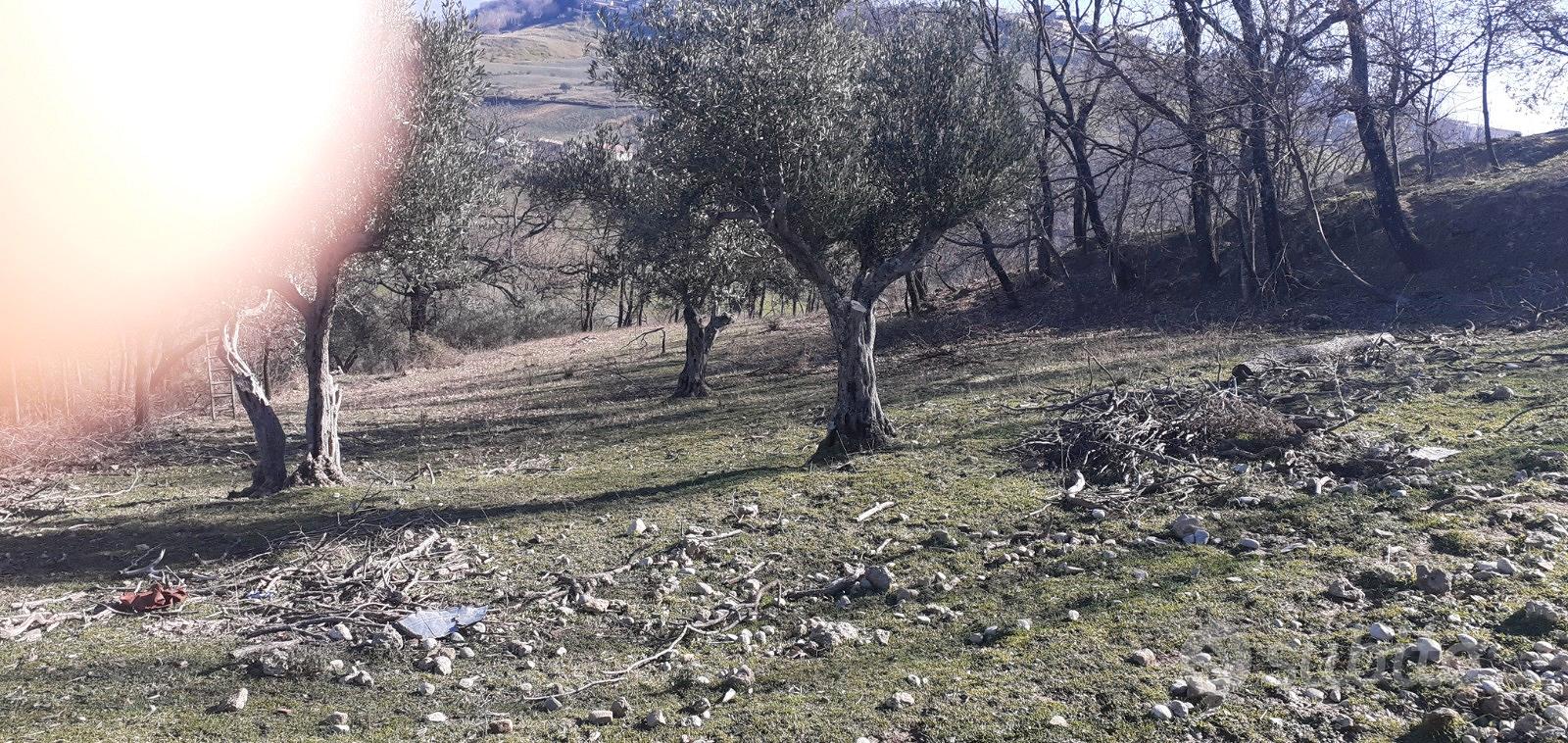 Terreno agricolo montalto paese - Vista 4