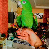 Pappagallo amazone fronte gialla