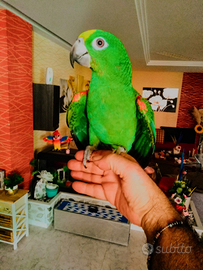 Pappagallo amazone fronte gialla