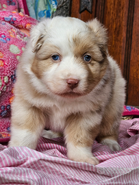 Cucciola pastore australiano