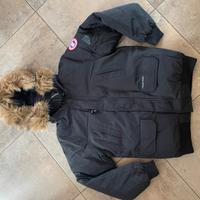 canada goose