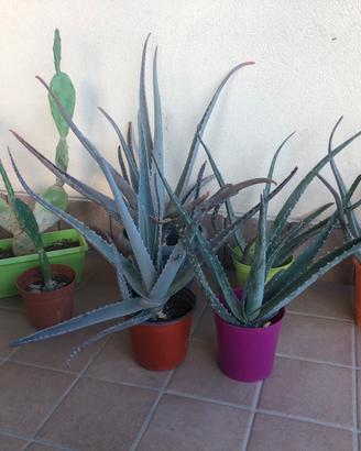 5 piante di aloe vera +2 piante fico d’india nano