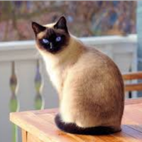 Gattina siamese