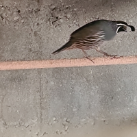 Colline de California