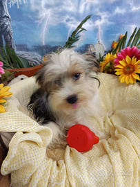 Biewer Yorkshire Terrier Femminuccia